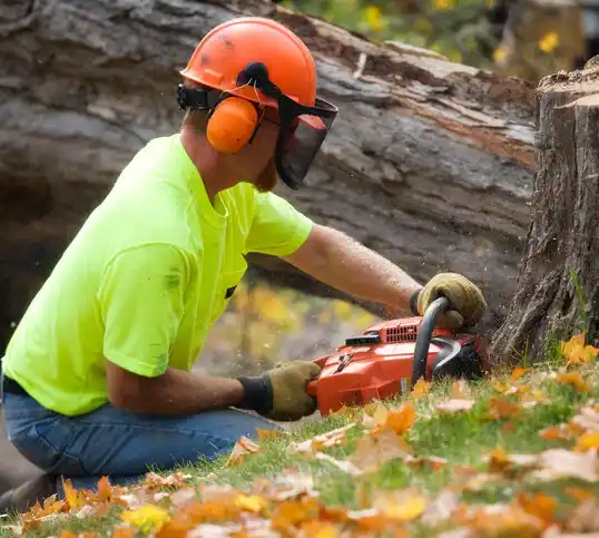 tree services Stokes